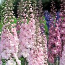 Raider Pink Delphinium Mix 50 Seeds