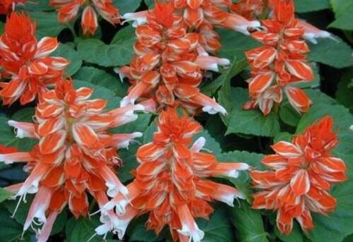 Orange White Salvia 50 Seeds