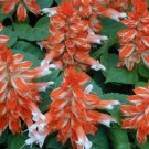 Orange White Salvia 50 Seeds