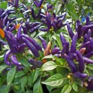 Purple Prince Ornamental Pepper 25 Seeds