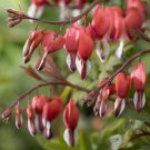 Red White Bleeding Heart 25 Seeds