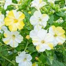 Yellow White Four O'clock Flowers 25 Seeds