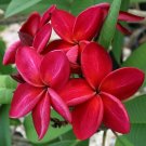 Bright Red Plumeria 5 Seeds