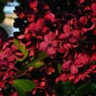 Red Lilac 25 Seeds