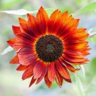 Orange Sunflower 25 Seeds