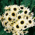 Italian White Sunflower 25 Seeds