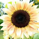 Peach Passion Sunflower 25 Seeds