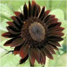 Chocolate Sunflower 25 Seeds