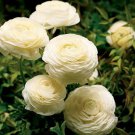 Cream Persian Buttercup 25 Seeds