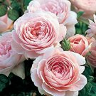 Light Pink Persian Buttercup 25 Seeds