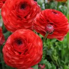 Red Persian Buttercup 25 Seeds