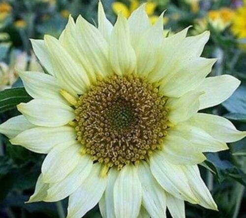 Moon Shadow Sunflower 25 Seeds