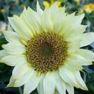 Moon Shadow Sunflower 25 Seeds
