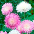 Light Pink White Sweet Sultan Flower 50 Seeds