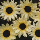 Vanilla Ice Sunflower 25 Seeds