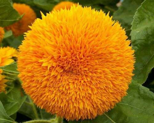 Teddy Bear Sunflower 25 Seeds