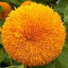 Teddy Bear Sunflower 25 Seeds