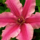 Bright Pink Clematis 25 Seeds