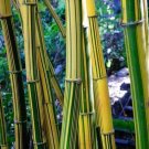 Yellow Green Bamboo 50 Seeds
