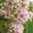 White Light Pink Spiraea 100 Seeds