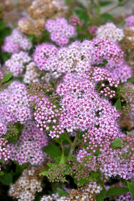 Purple White Spiraea 100 Seeds