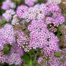 Purple White Spiraea 100 Seeds
