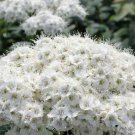 White Spiraea 100 Seeds