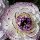 White Purple Persian Buttercup 25 Seeds