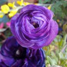 Violet Persian Buttercup 25 Seeds