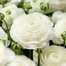 White Persian Buttercup 25 Seeds