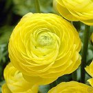 Yellow Persian Buttercup 25 Seeds