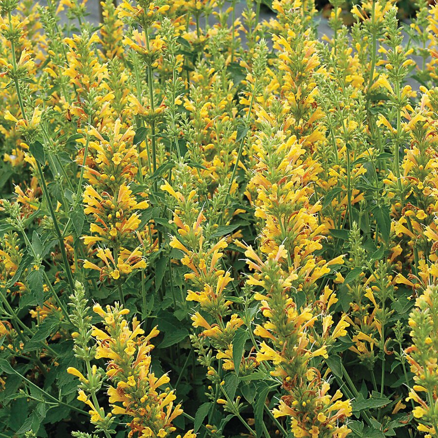 Yellow Hyssop 100 Seeds