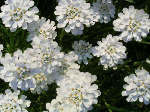Double White Candytuft 50 Seeds