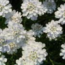 Double White Candytuft 50 Seeds