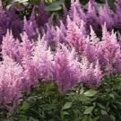 Purple Astilbe 50 Seeds