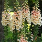 White Peach Foxglove Seeds