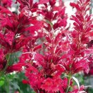 Bright Red Hyssop 100 Seeds