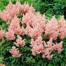 Peach Astilbe 50 Seeds