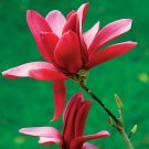 Burgundy Star Magnolia 5 Seeds