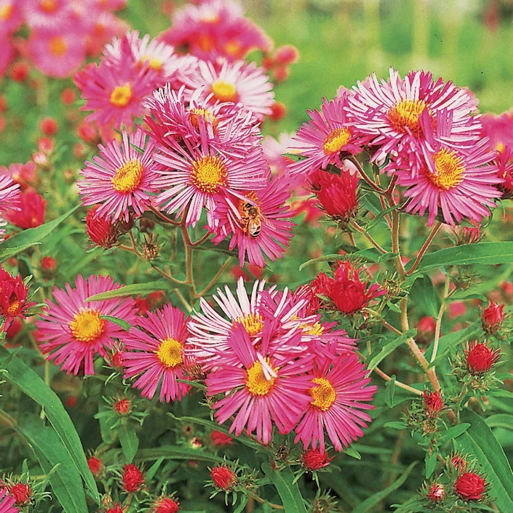 Single Pink Aster Flower 50 Seeds