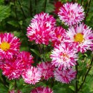 Pink White Aster Flower 50 Seeds