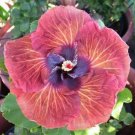 Pink Orange Hibiscus 20 Seeds
