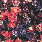 Pink Purple Columbine 50 Seeds