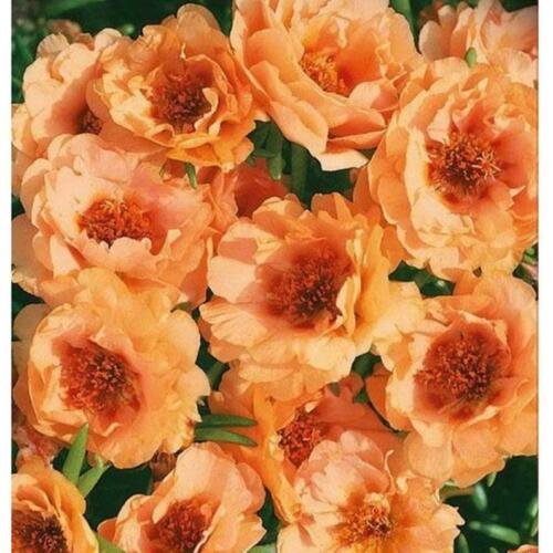 Double Orange Moss Rose 100 Seeds