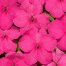 Bright Pink Impatients 50 Seeds