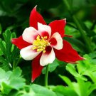 Bright Red White Columbine 50 Seeds