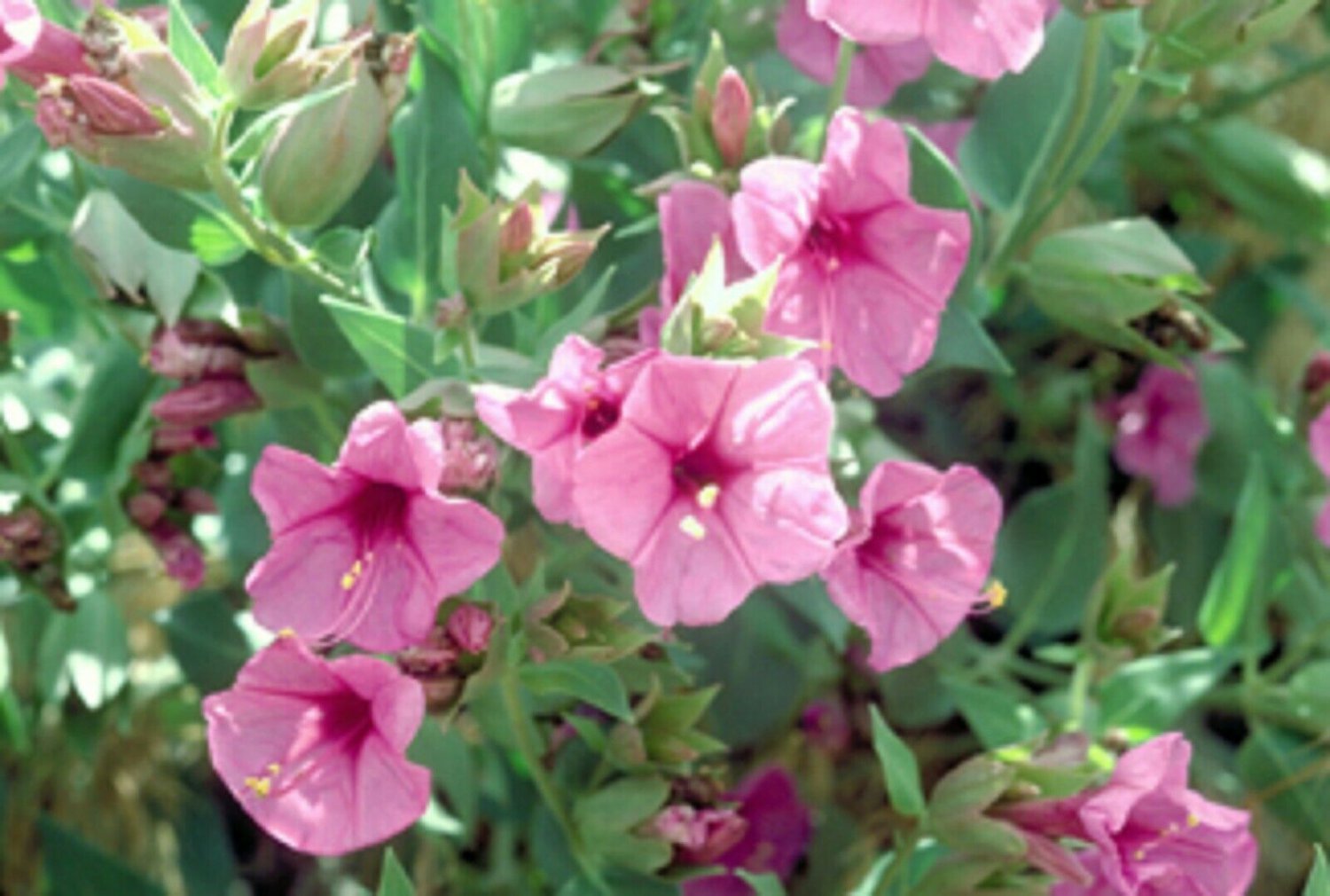 Light Pink Four O'clock Flowers 25 Seeds