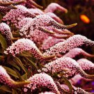 Light Pink Lysimachia Seeds