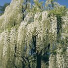 White Chinese Wisteria 5 Seeds