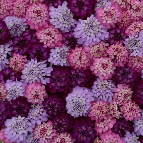 Sweet Candy Candytuft 50 Seeds